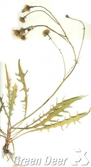 Кульбаба осенняя. - Leontodon autumnalis L.